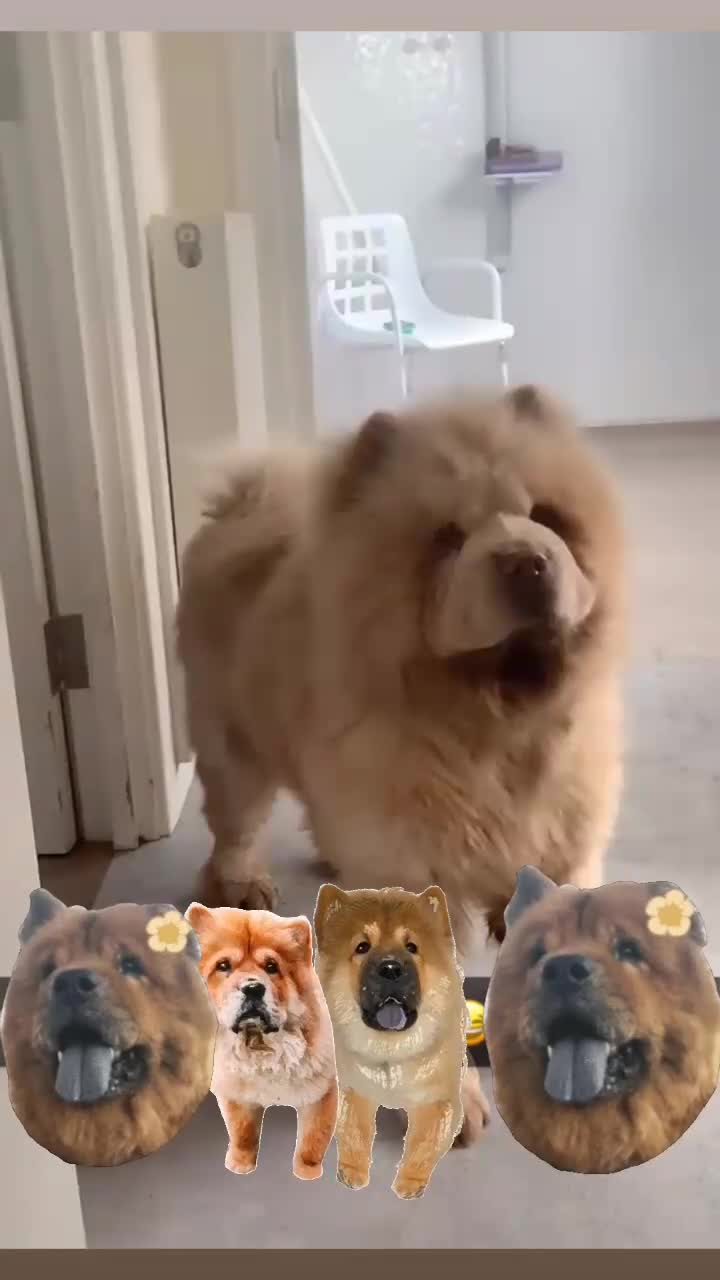 Chow Chow dogs for sale: Male chow chow for sale  in Plymouth - Video 1