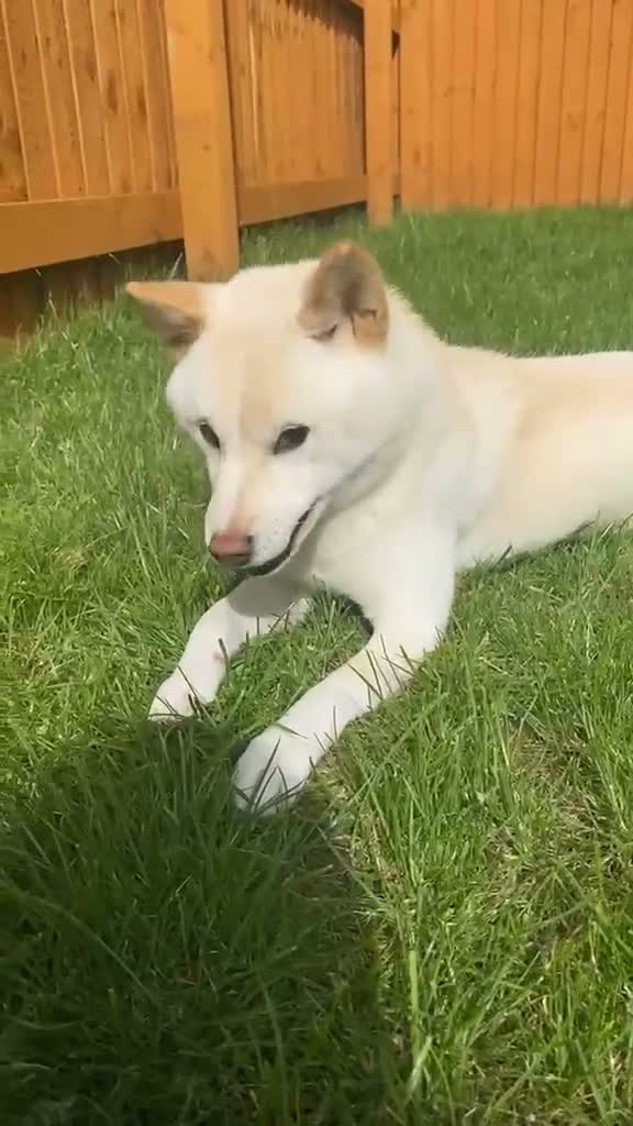 Japanese Shiba Inu dogs for sale: Beautiful 2-Year-Old Japanese Shiba Inu Girl in Thornton-Cleveleys - Video 1