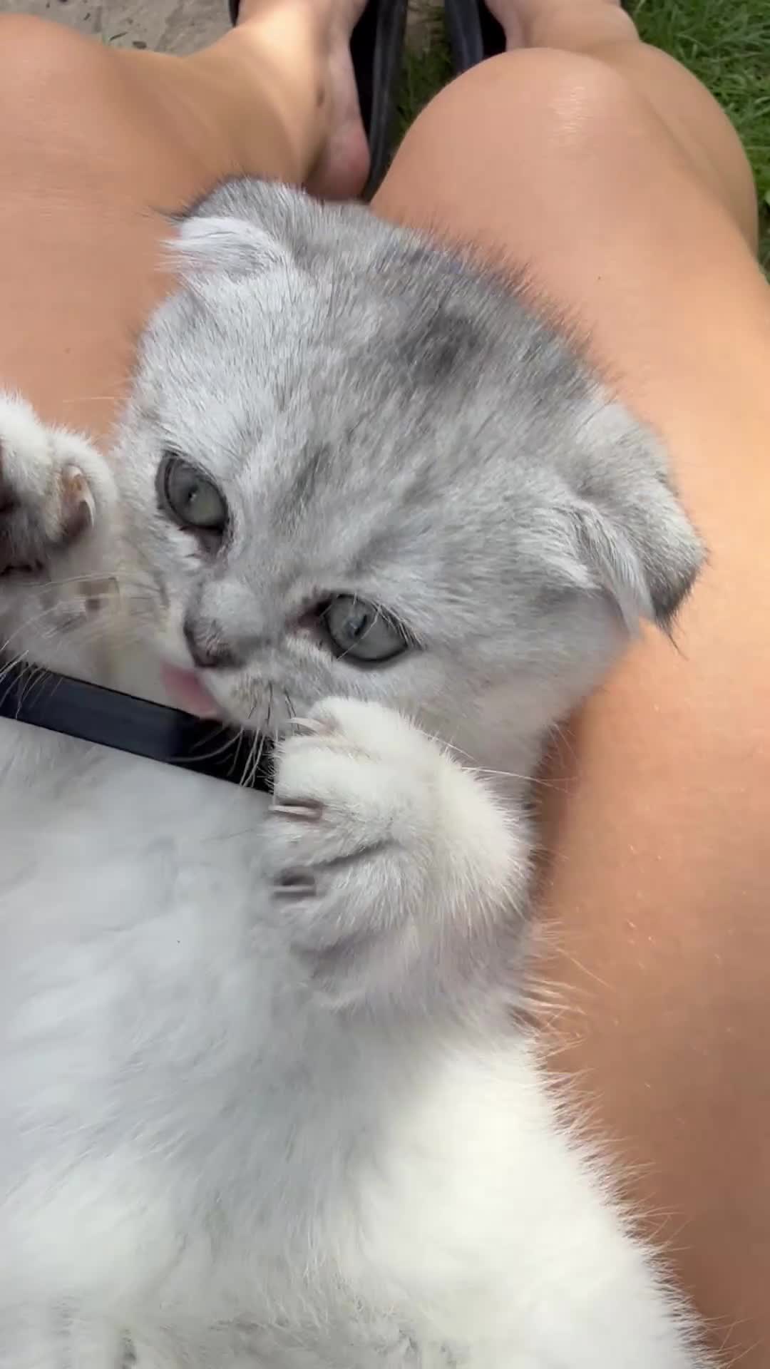 Scottish Fold cats for sale: Scottish fold - Video 2
