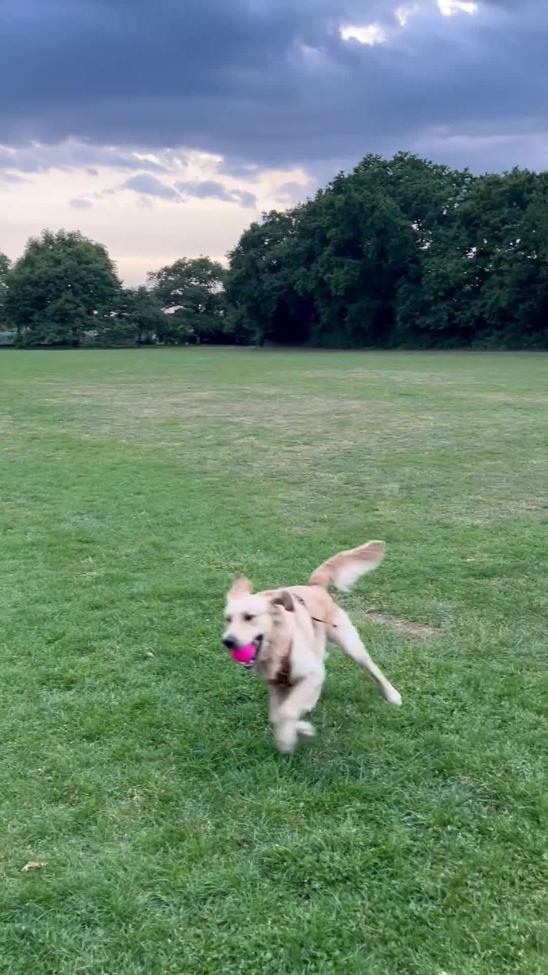 Golden Retriever dogs for stud: Beautiful Golden Retriever Stud  in London - Video 2
