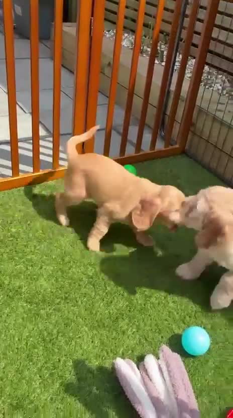 Cockapoo dogs for sale: Cockapoo puppies (F2) for sale - Video 2