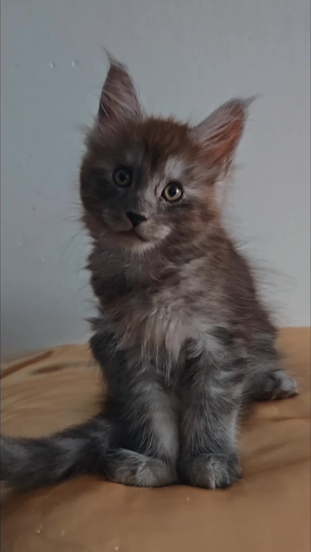 Maine Coon cats for sale: MaineCoon World Champion Bloodlines/London  - Video 4