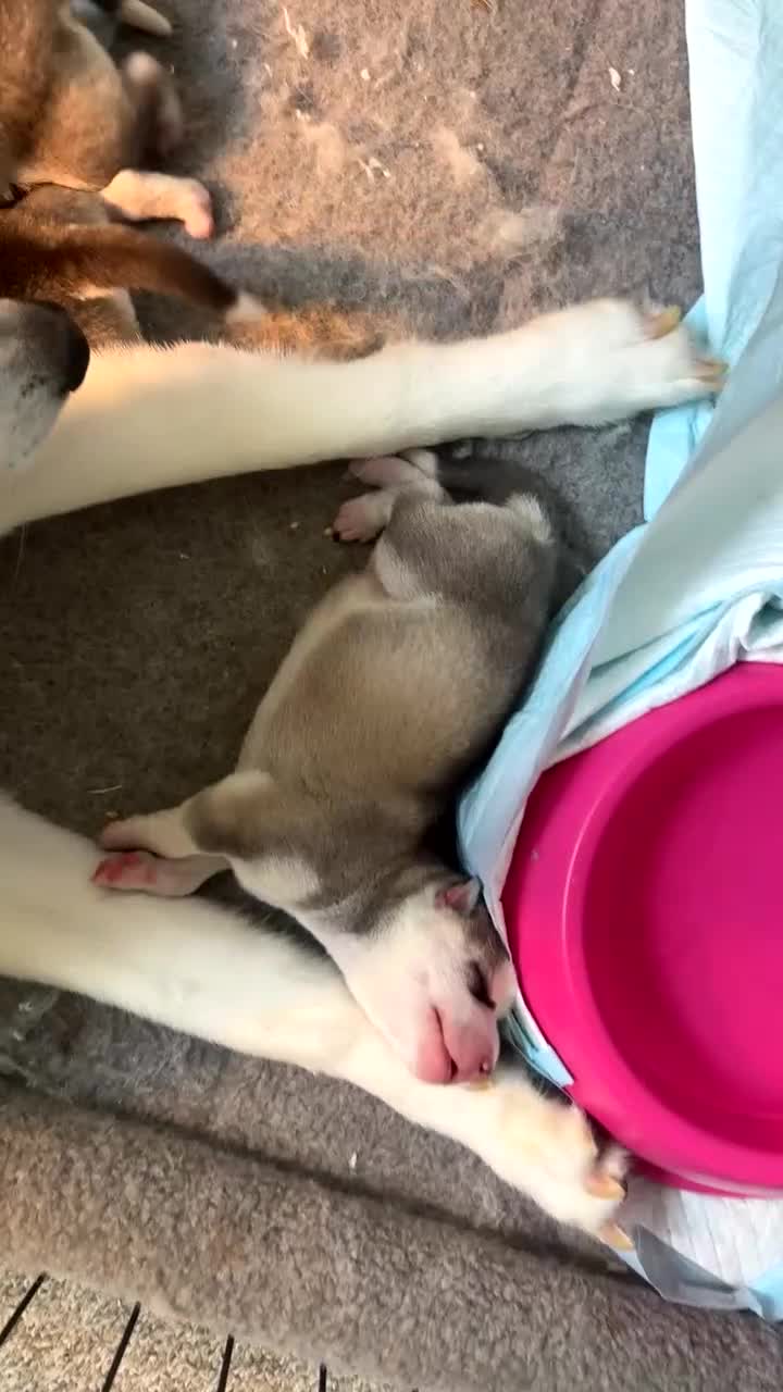 Siberian Husky dogs for sale: Husky puppies for sale  in Saltcoats - Video 3