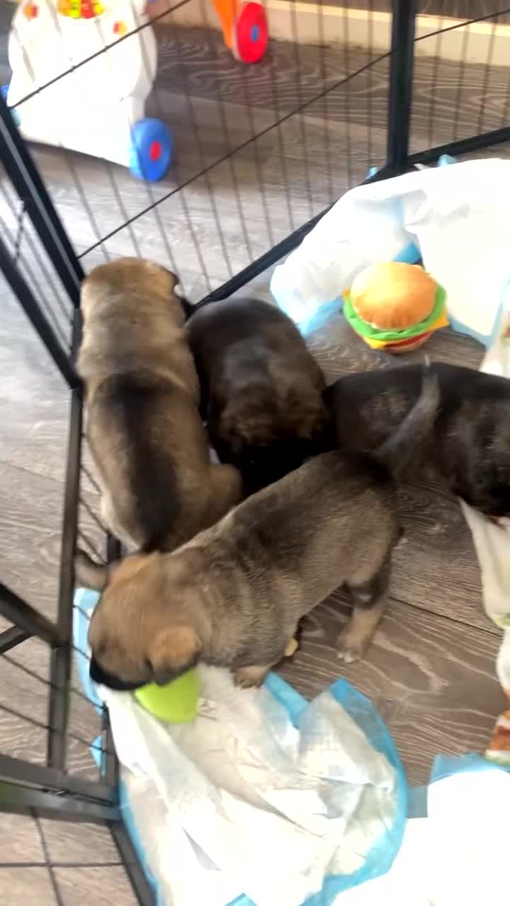 Mixed Breed dogs for sale: Rottweiler cross Akita (rokita) - Video 3