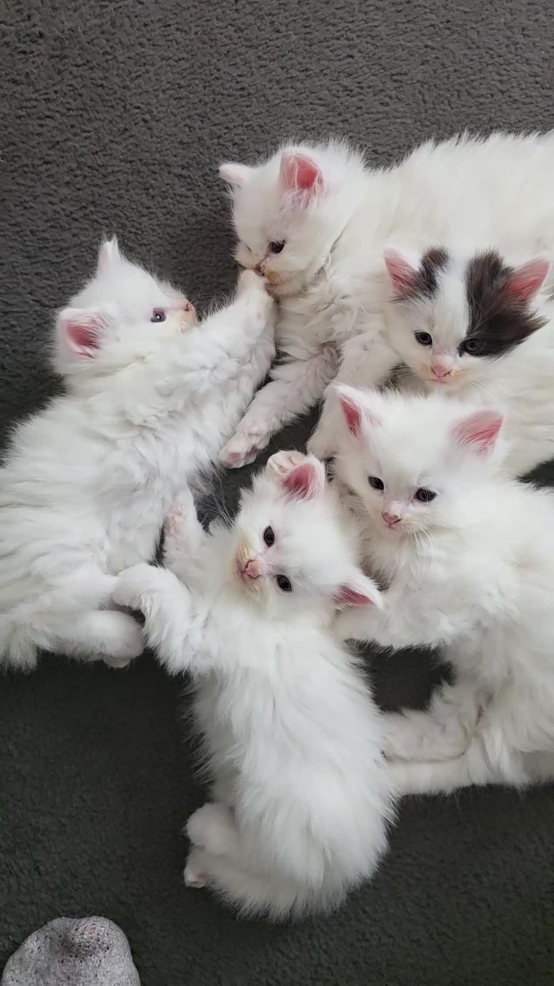 Mixed Breed cats for sale: Cats for sale  - Video 2