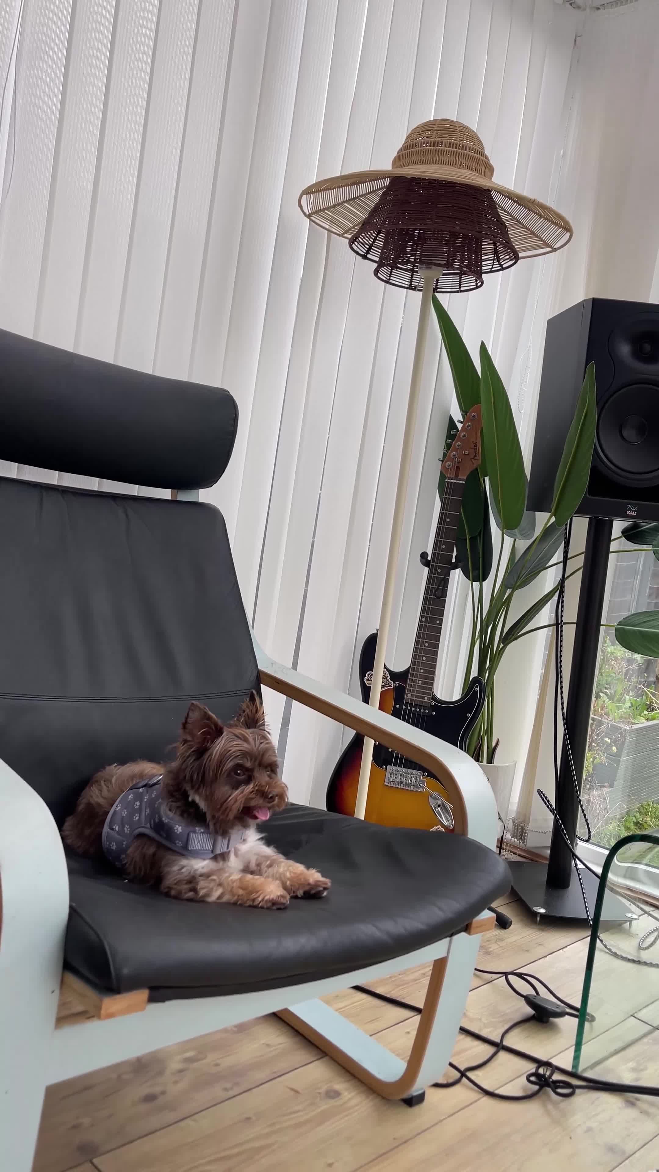 Yorkshire Terrier dogs for sale: Al Pacino needs a temporary home (free) - Video 1