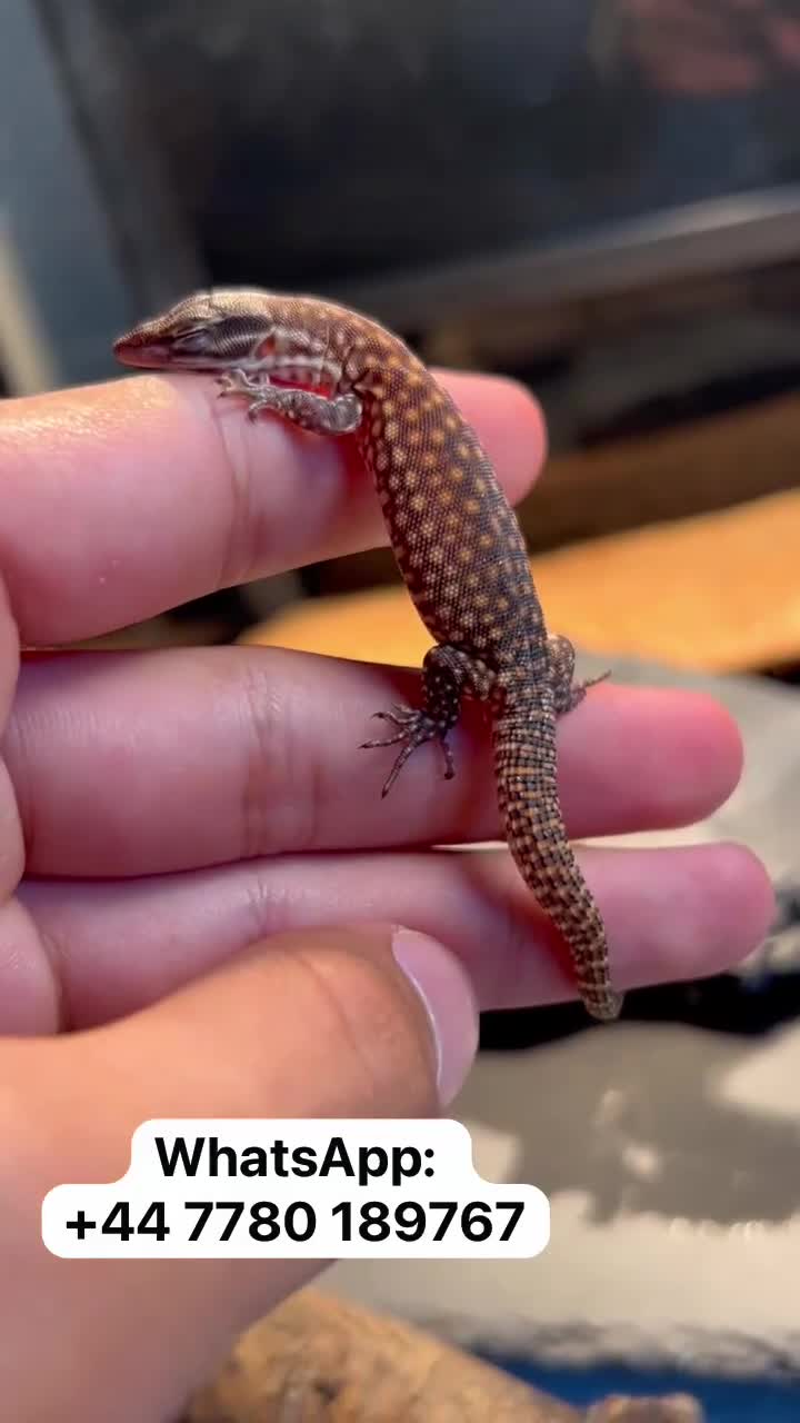 Monitor reptiles for sale: 🦎 Pure Red Ackie Monitors - Video 1