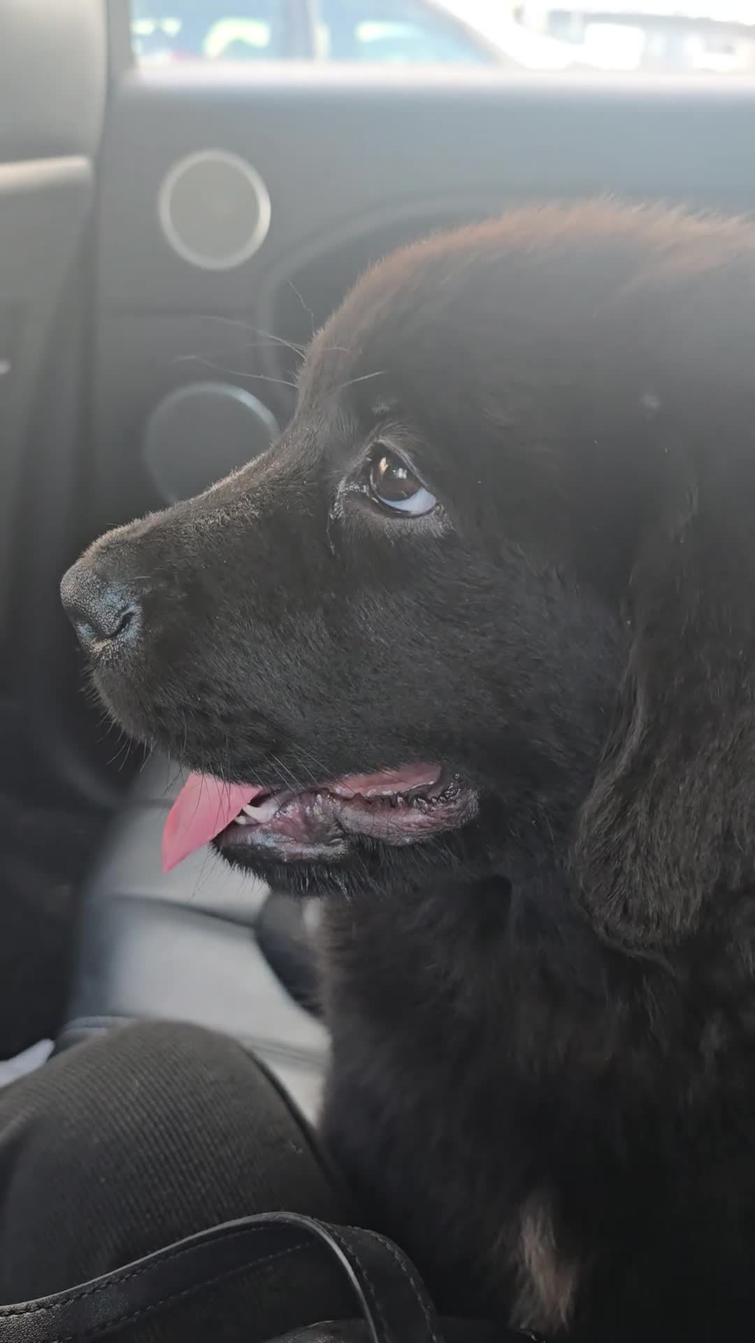 Newfoundland dogs for sale: 2 Newfoundland puppy girls - Video 1