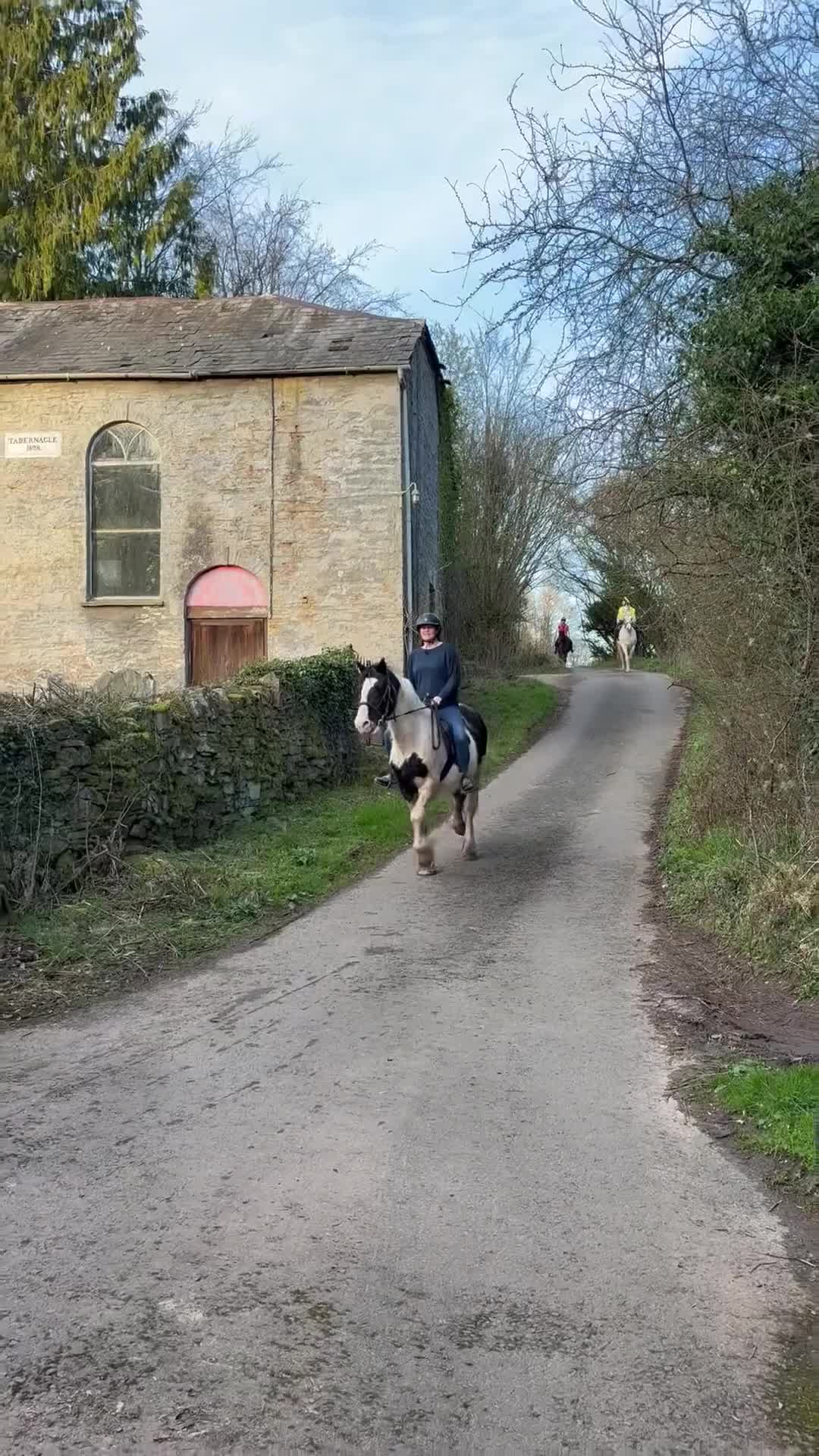 Irish Cob horses for sale: Ride and drive gelding  in Hereford - Video 2