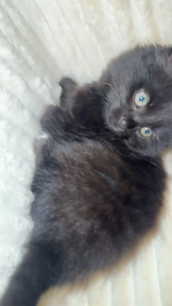 Mixed Breed cats for sale: beautiful kittens looking for their forever homes in London - Video 2