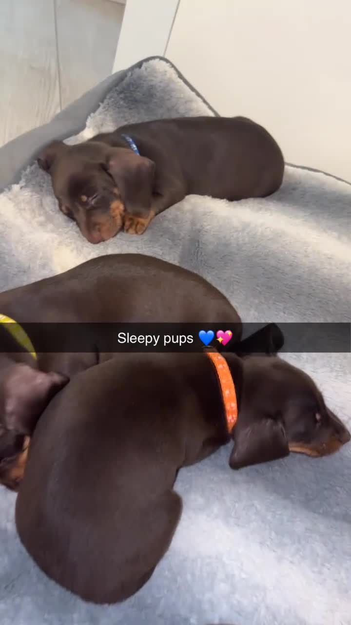 Miniature Dachshund dogs for sale: Miniature Dachshund Puppies  - Video 1