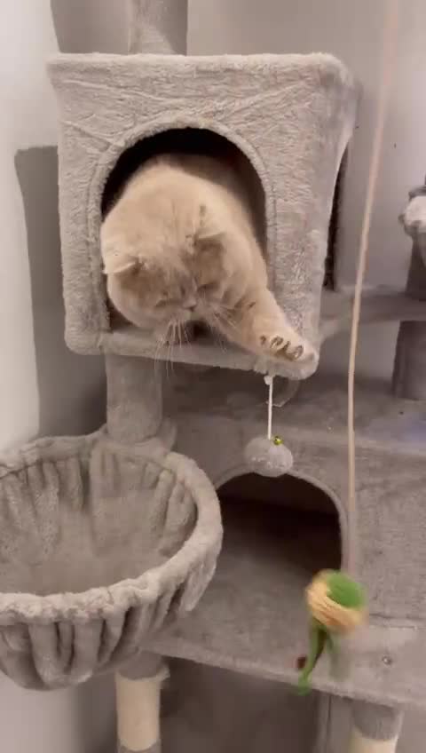 British Shorthair cats for stud: Fawn Male available for stud duties - Video 1