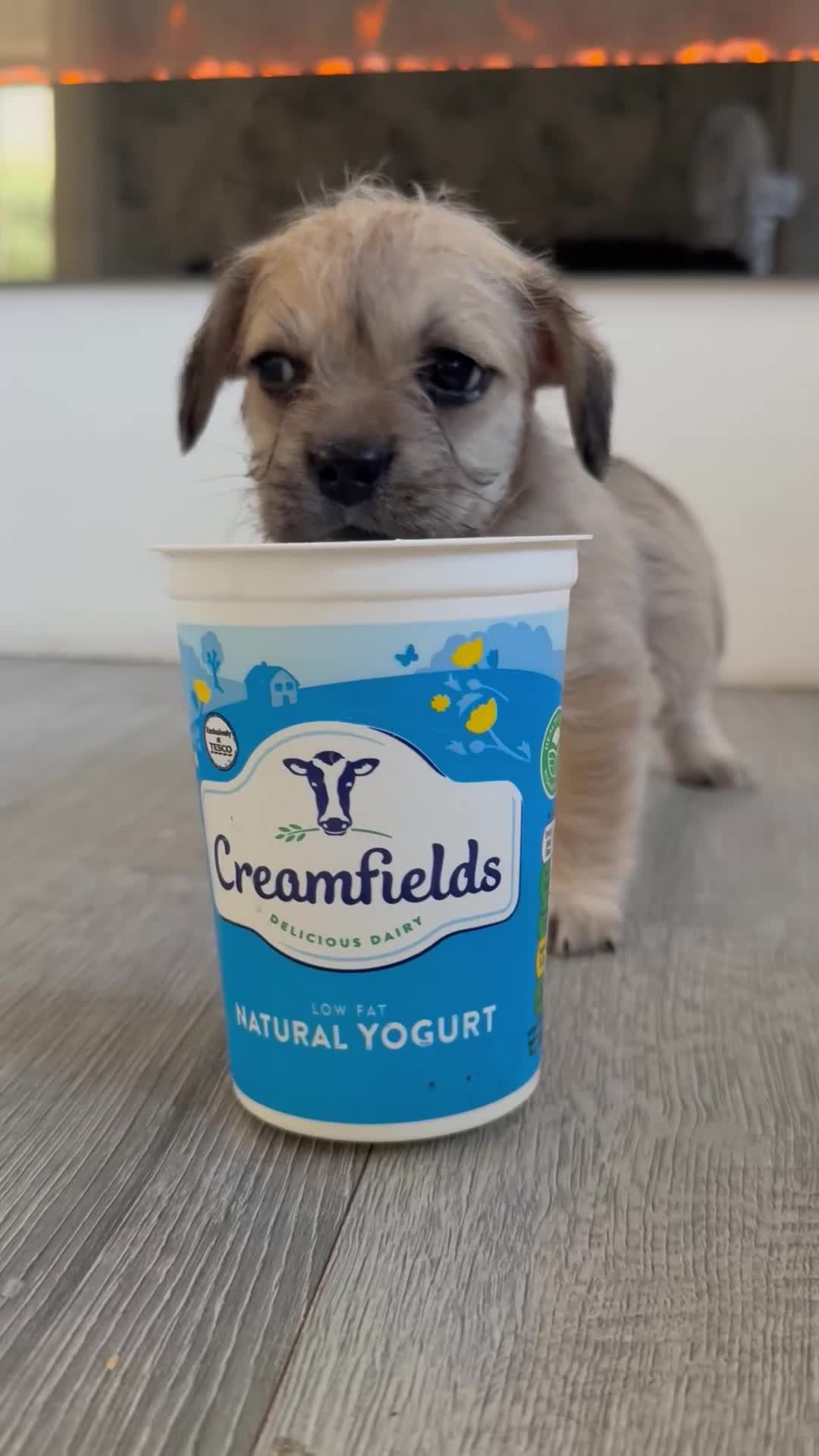 Mixed Breed dogs for sale: French bull dog cross toy cavashon  - Video 2