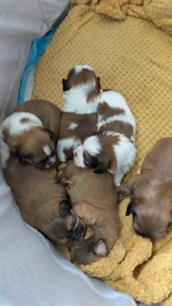 Shih Tzu dogs for sale: Shih tzu puppies in Glasgow - Video 1