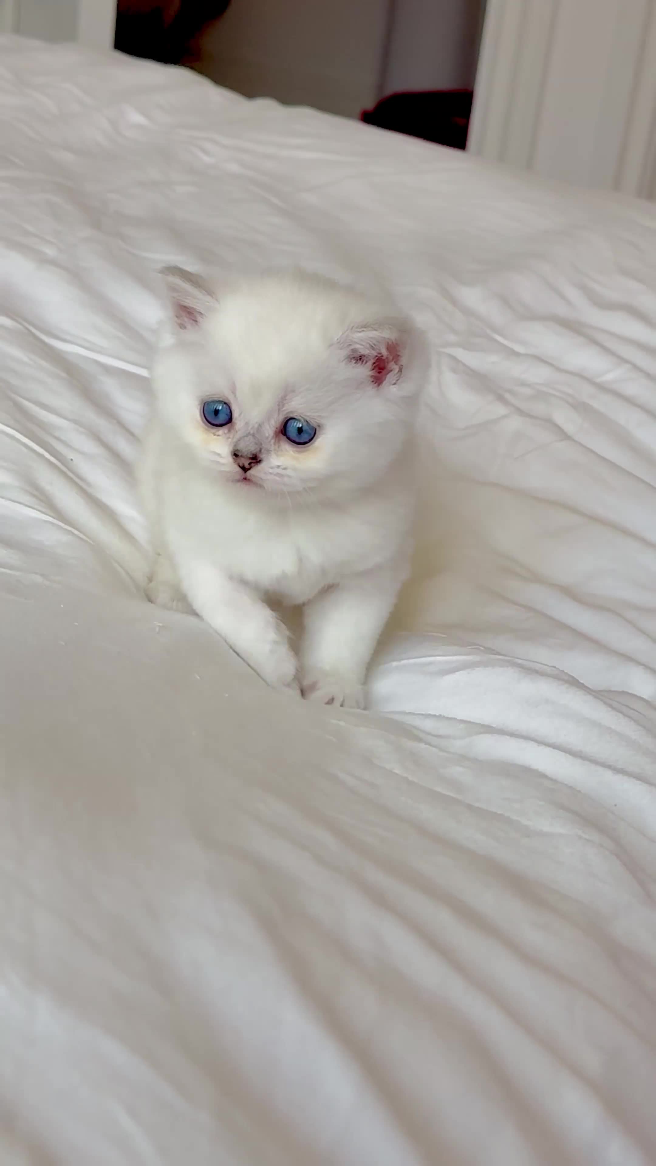 Scottish Fold cats for sale: Beautiful Scottish Fold Kittens Ready to leave  - Video 1