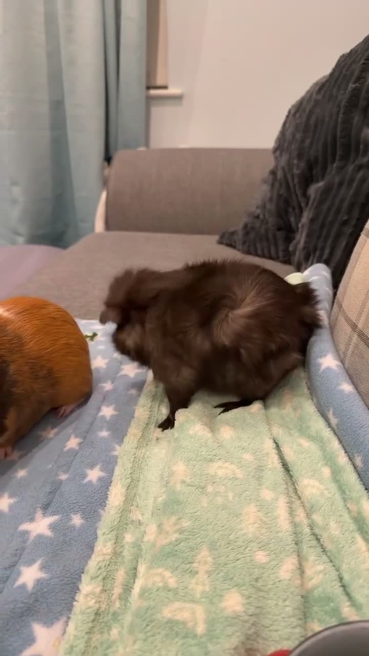 Guinea Pig rodents for sale: Rocky 1 Year Old Male Dark Brown/Blonde Guinea Pig in Stalybridge - Video 1