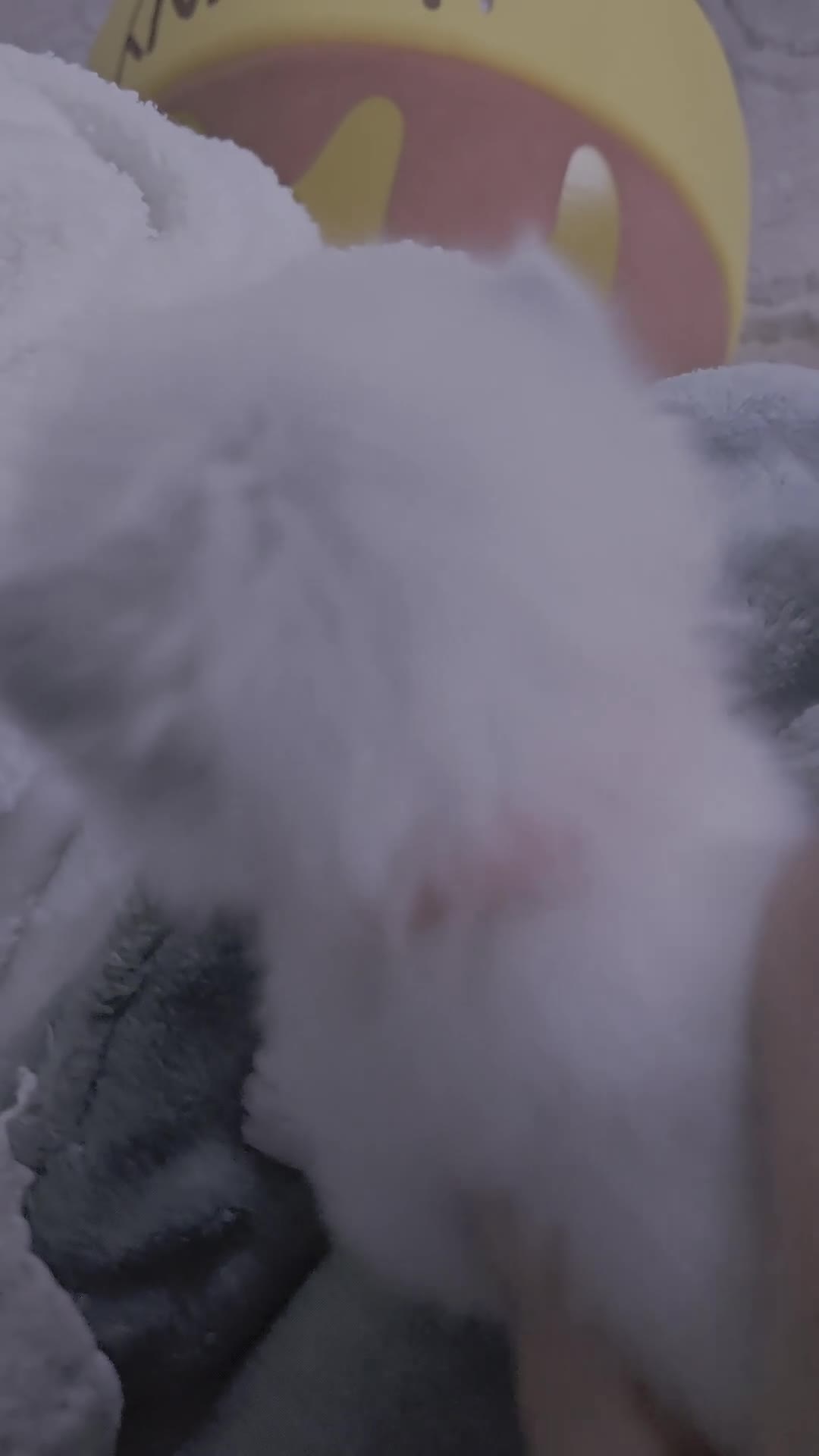 Ragdoll cats for sale: ✨ Purrfectly Plush Paws: GCCF Registered Ragdolls✨ - Video 2