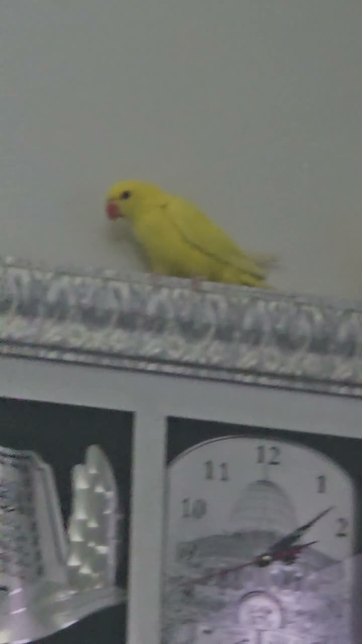 Ringnecks birds for sale: yellow ringneck lutino 3 months old  - Video 2