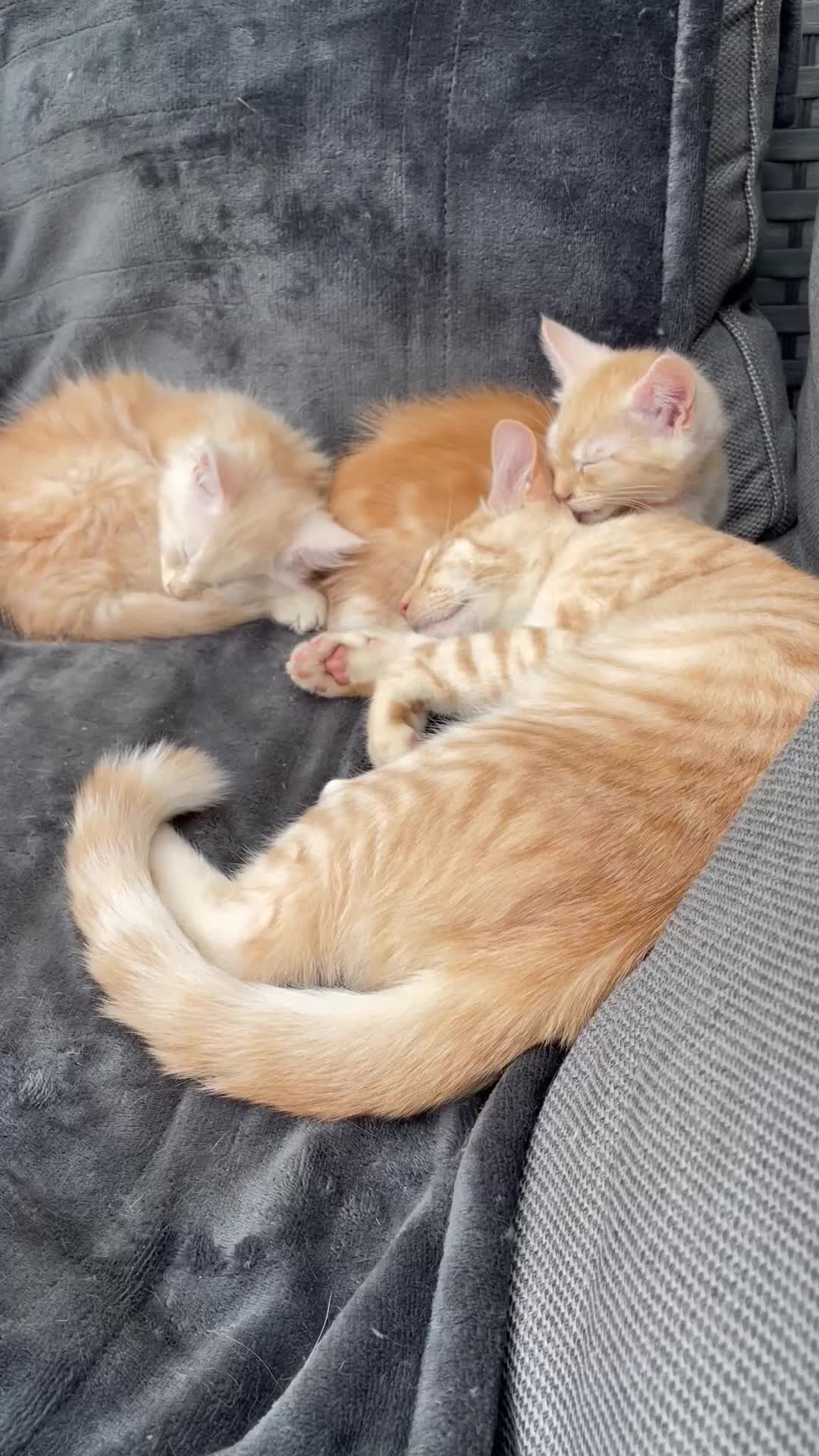 Maine Coon cats for sale: Maine Coon Cross Kittens 3 Girls , 2 Boys - Video 3