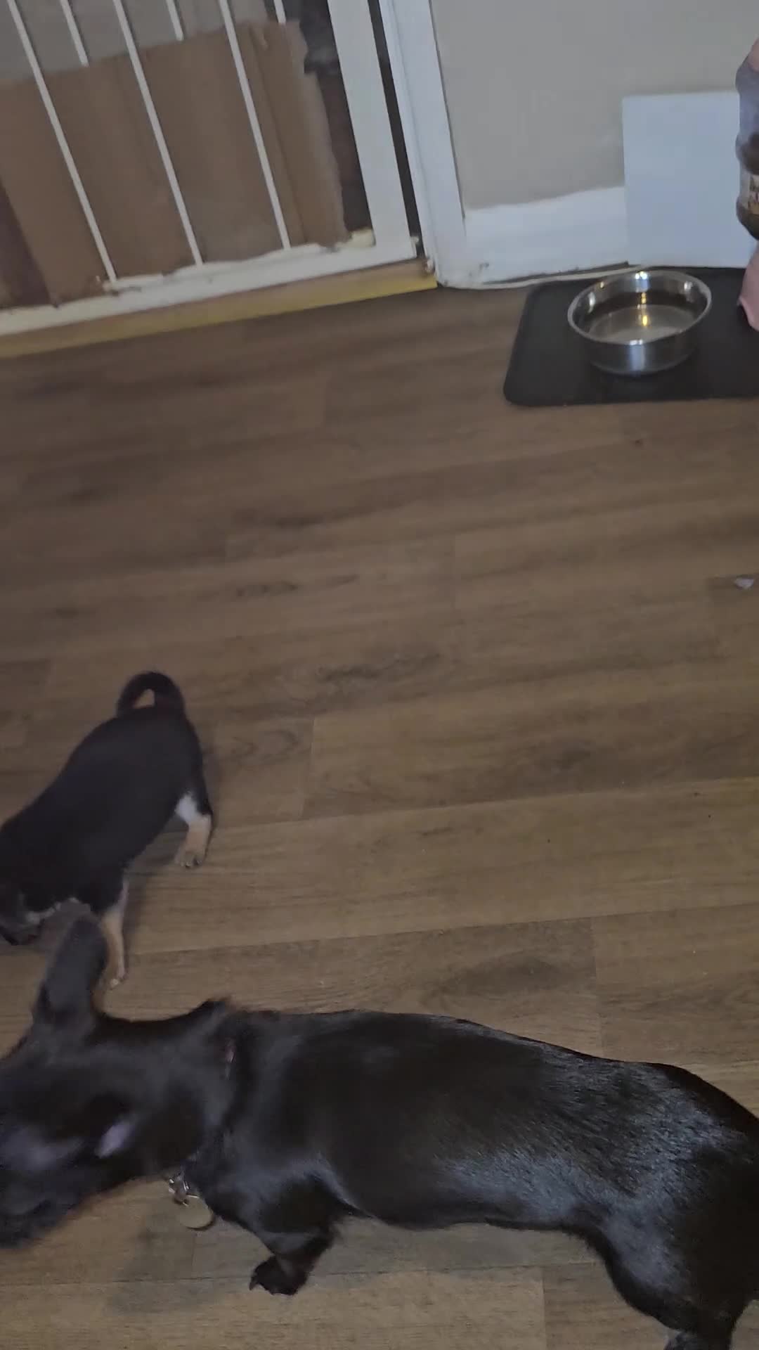 Chihuahua dogs for sale: Chihuahua  - Video 1