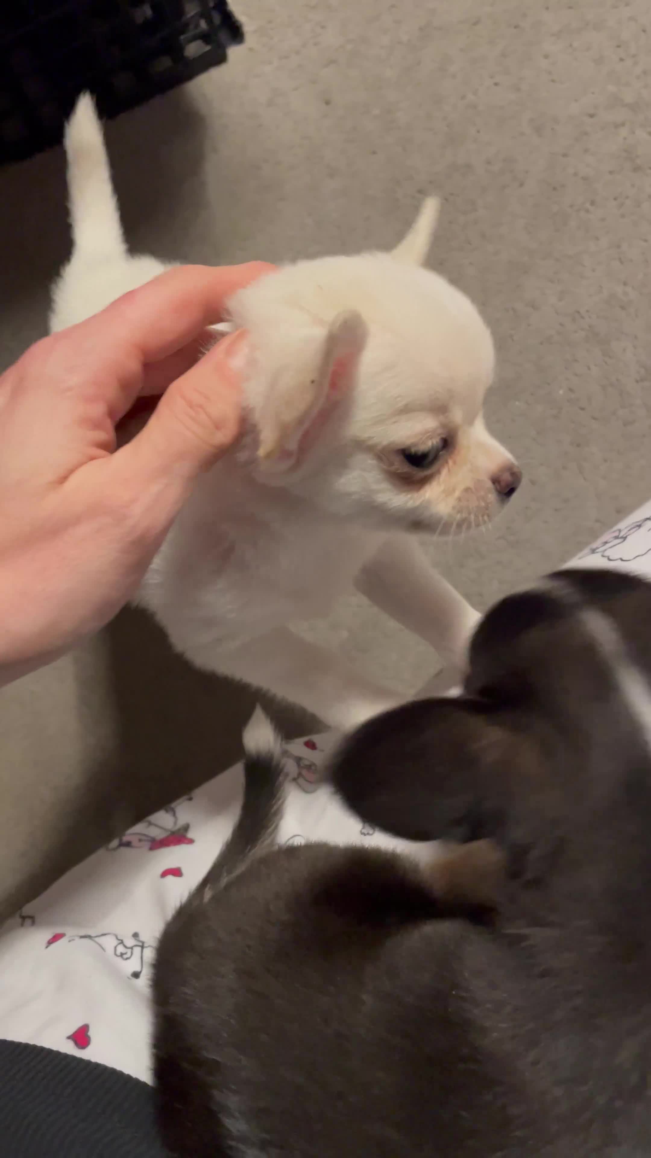 Chihuahua dogs for sale: Beautiful Longhaired Chihuahua Puppies  - Video 5