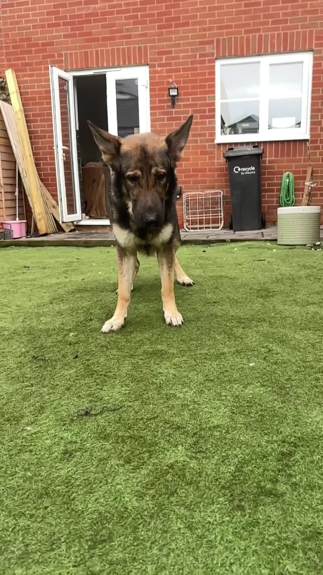 German Shepherd dogs for sale: Rehome German shepherd  - Video 1