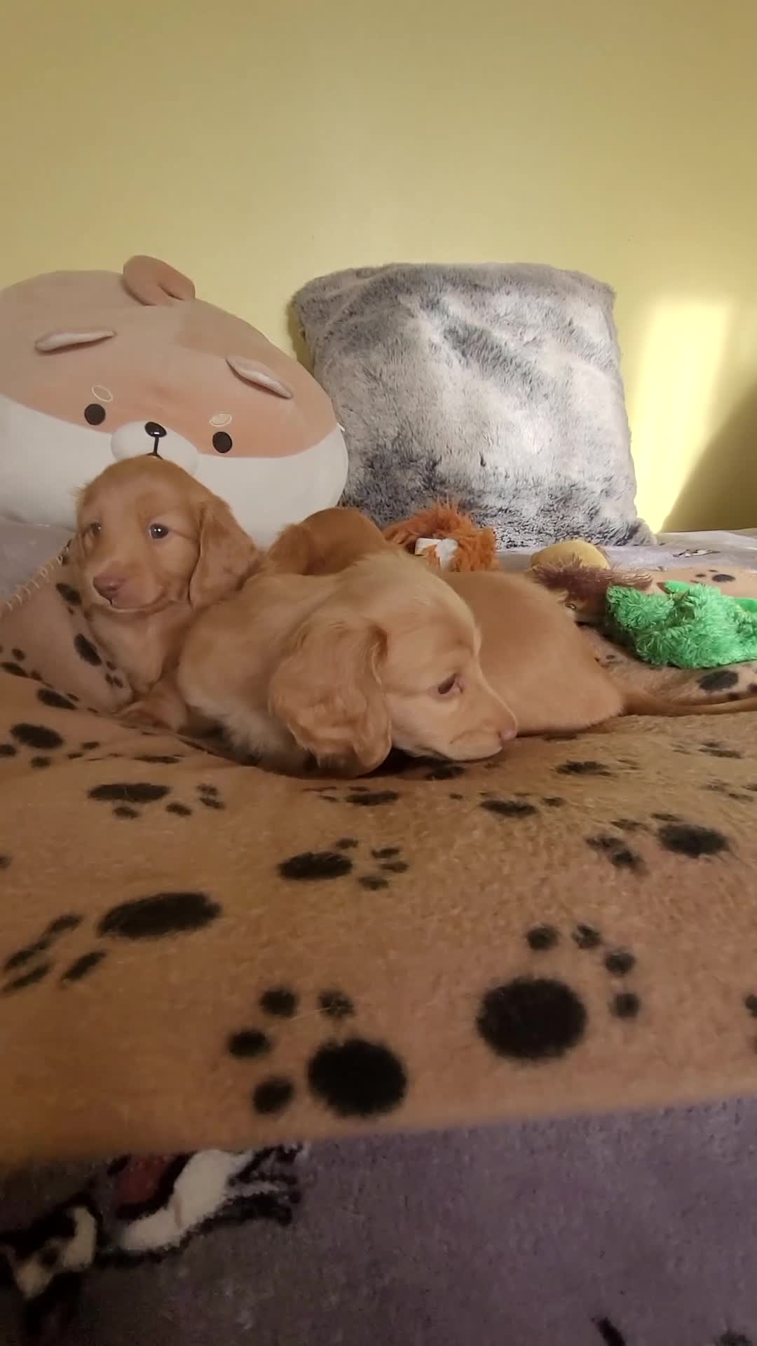 Dachshund dogs for sale: Long Haired KC Miniature Dachshund - Video 5