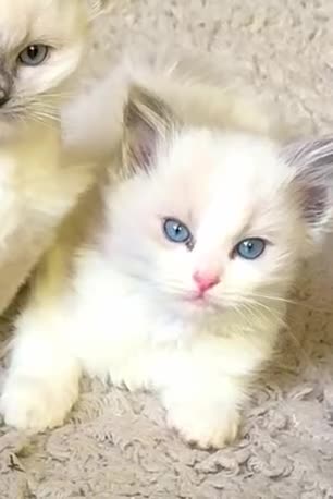 Ragdoll cats for sale: RAGDOLL KITTENS PURE BRED - Video 2