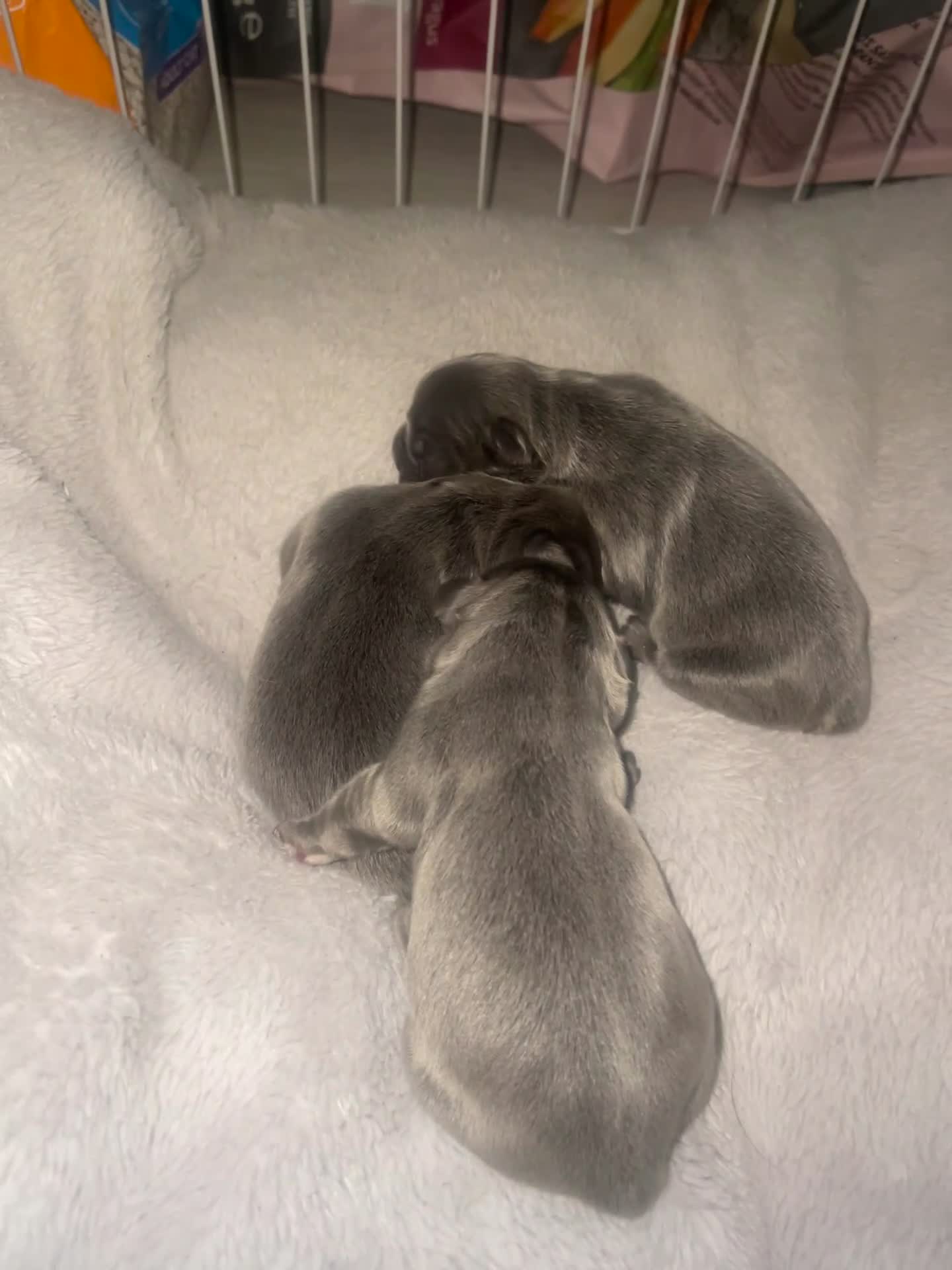 French Bulldog dogs for sale: Blue visual fluffy French bulldogs pink carriers  - Video 1