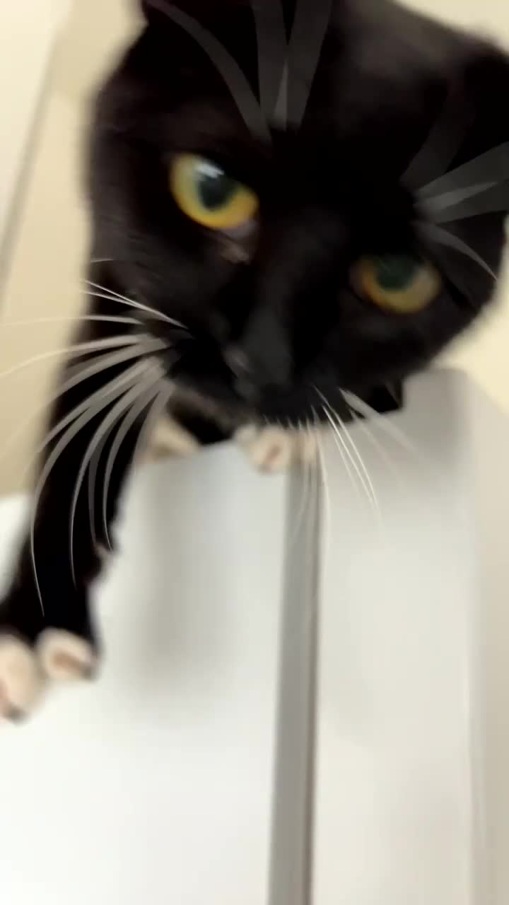 Domestic Shorthair cats for sale: Mia is looking for a new home!  - Video 1