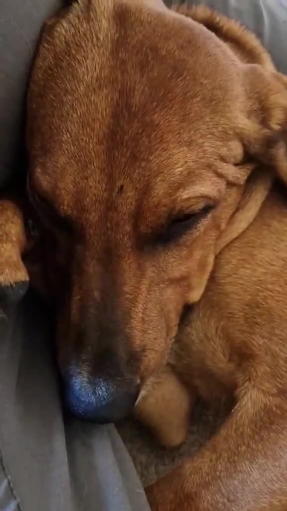 Mixed Breed dogs for adoption: MYRTLE - 6 months old, Girl Pup, Mixed Breed - Video 2