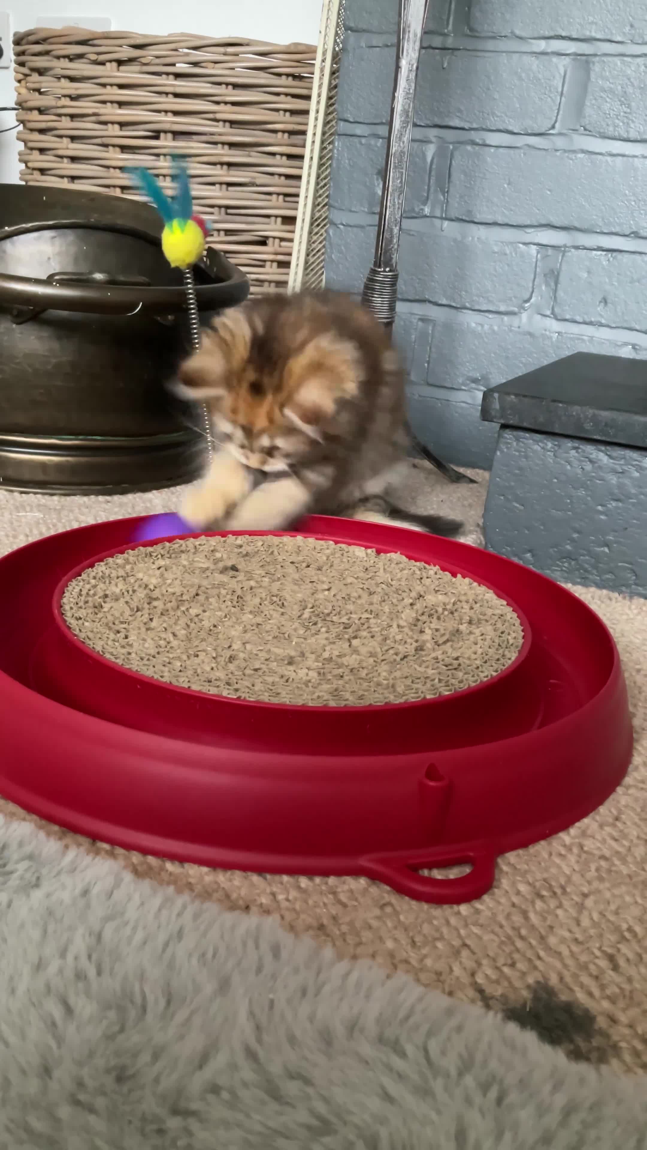 Siberian cats for sale: GCCF registered Pedigree Siberian Kitten - Video 3