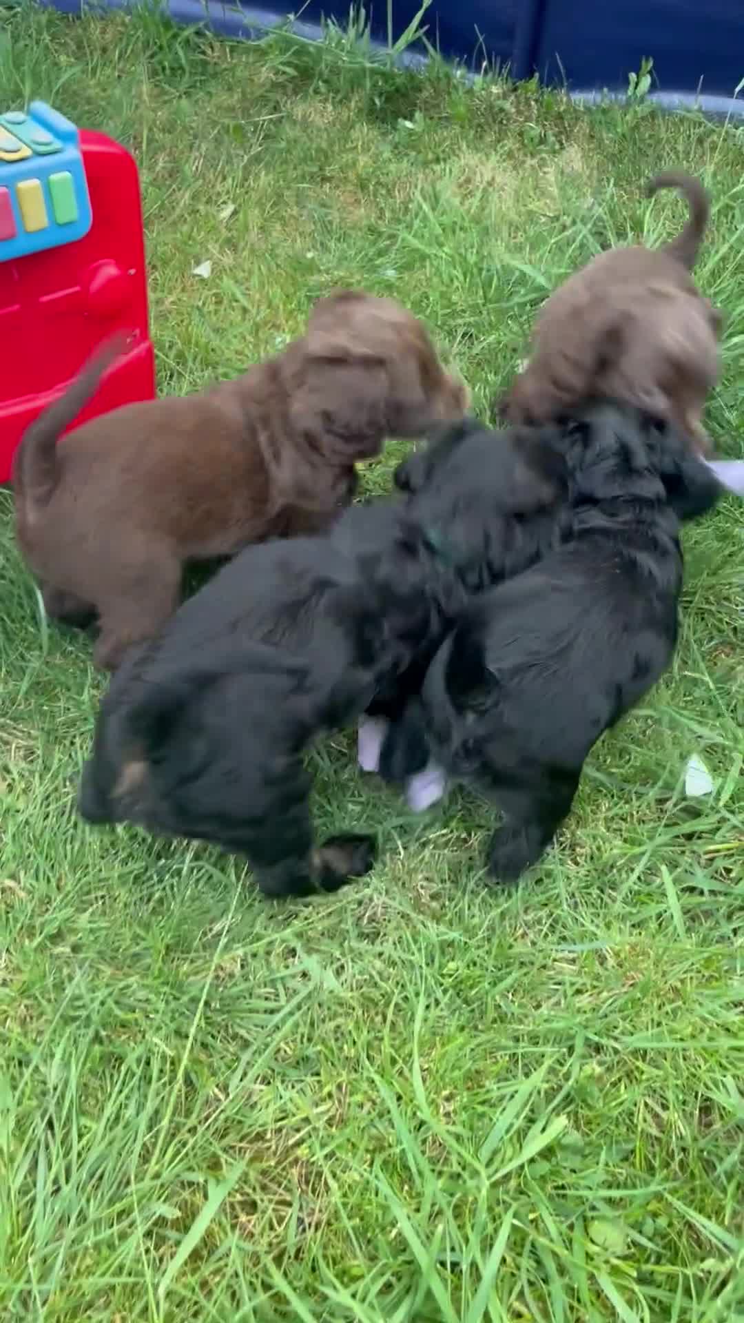 Cockapoo dogs for sale: Cockapoo puppies thoroughly health tested - Video 1