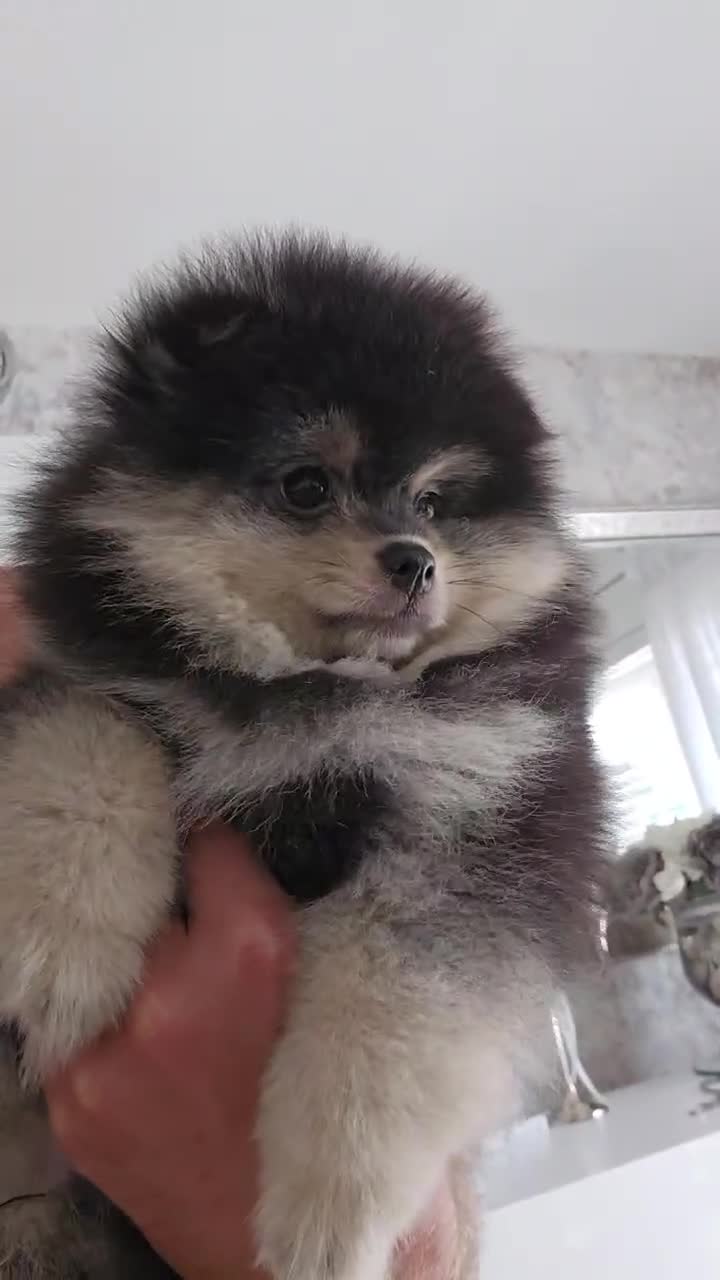 Pomeranian dogs for sale: Pomeranian puppy  - Video 2