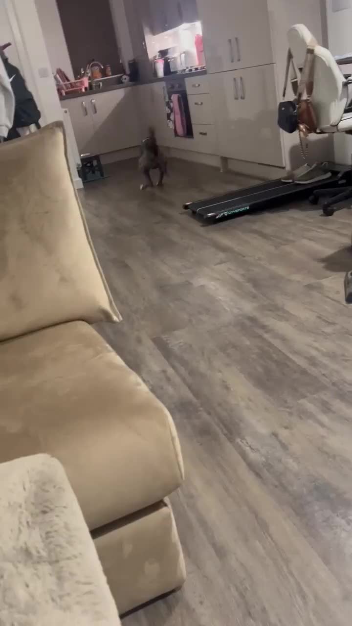 Mixed Breed dogs for adoption: Valour is available for foster or adoption - Video 2