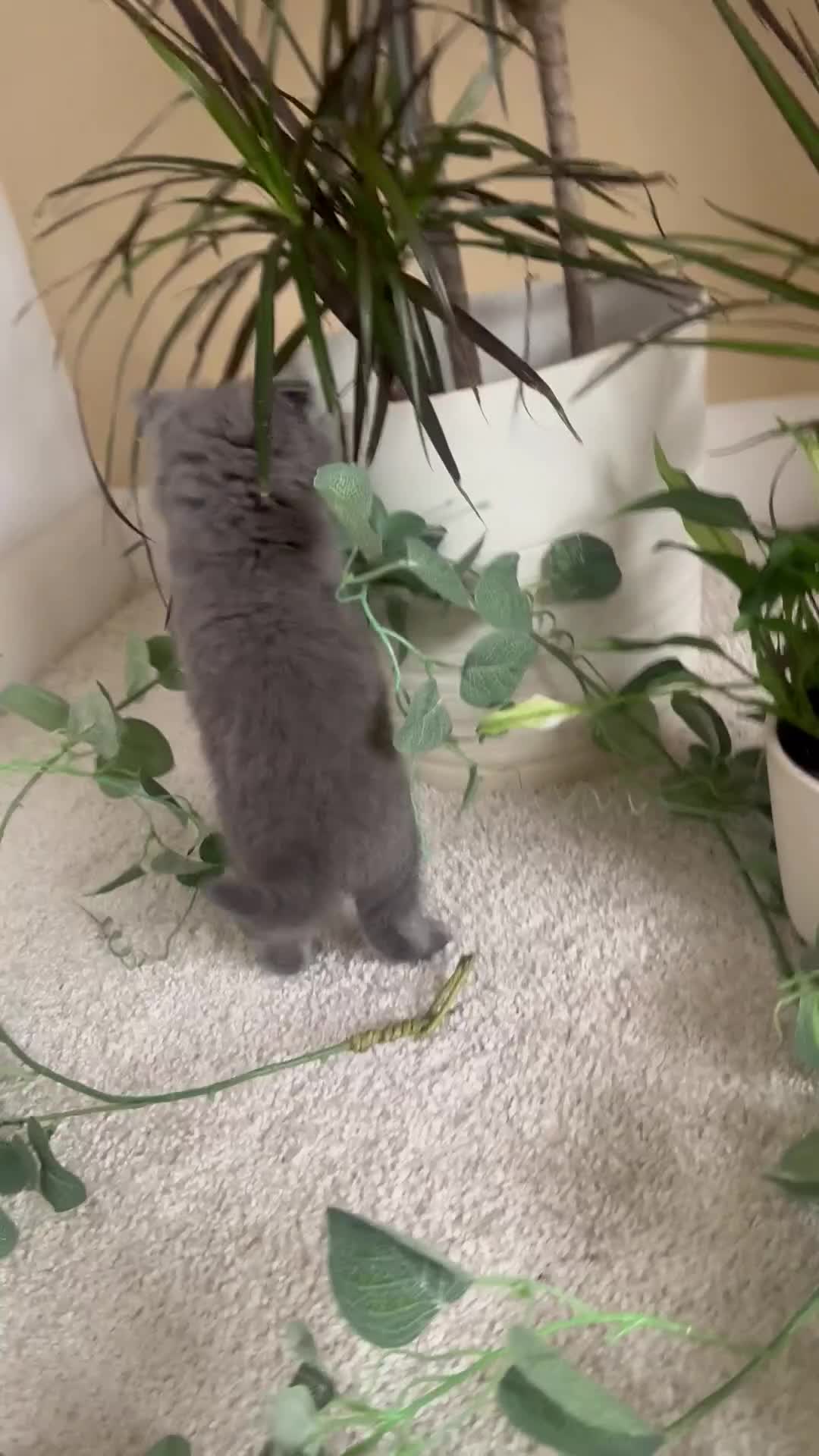 British Shorthair cats for sale: GCCF chunky blue British shorthair kittens😻🐾 - Video 3