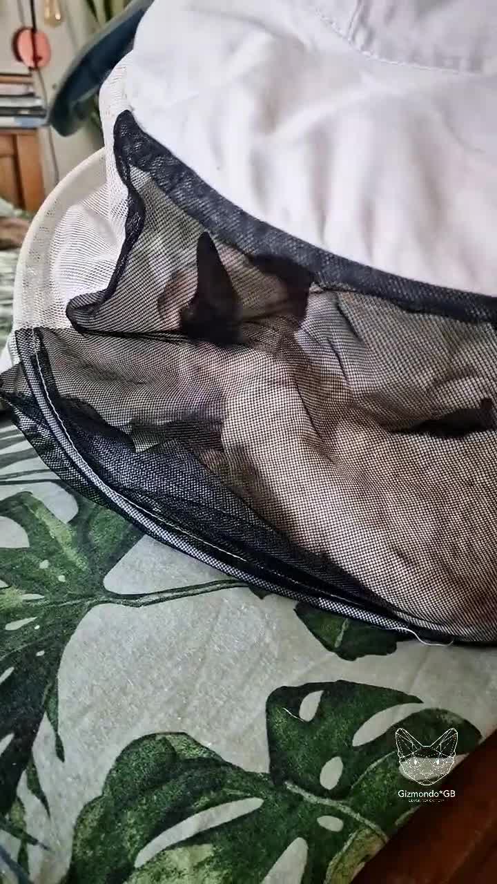 Devon Rex cats for sale: 💙 Ready now 💙 Last blue-eyed Devon Rex Girl 💙1 in Derby - Video 1