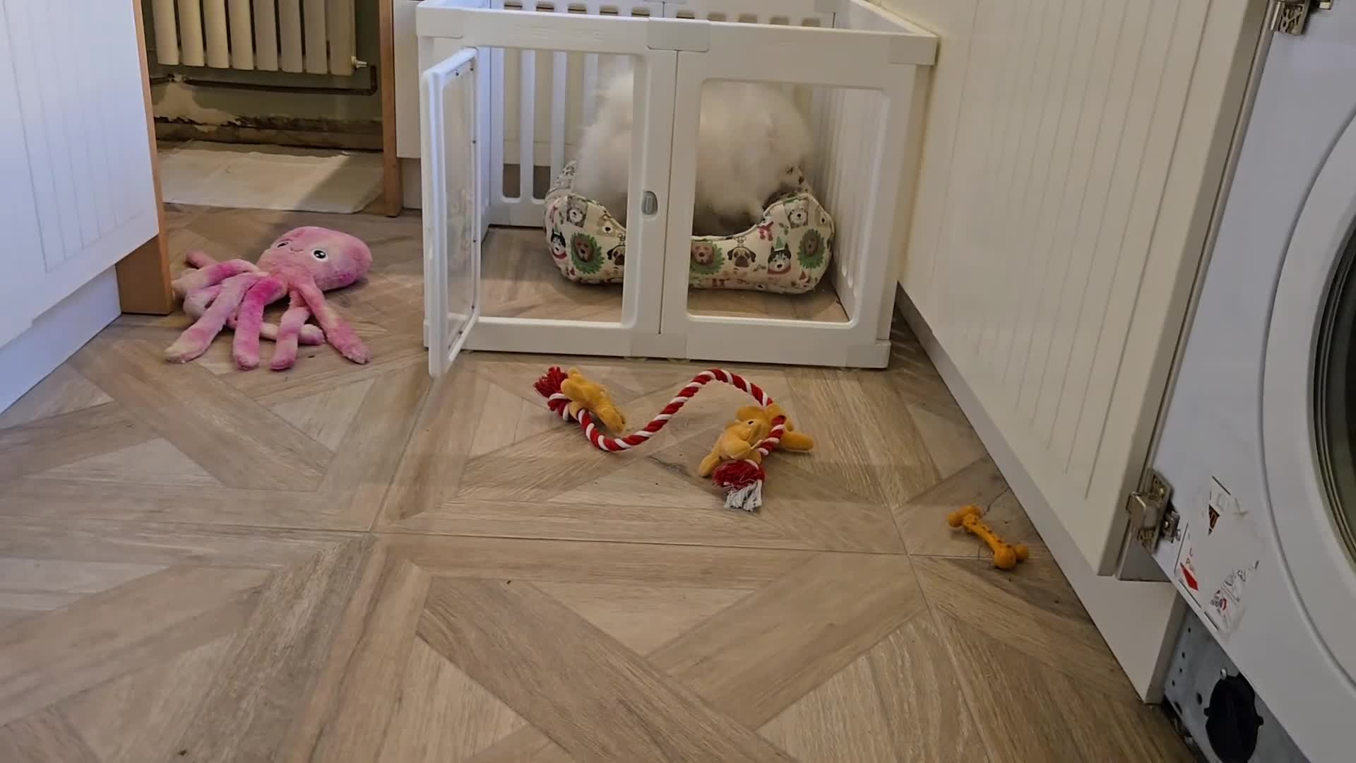 Pomeranian dogs for sale: Snow white Pomeranian boy - Video 1