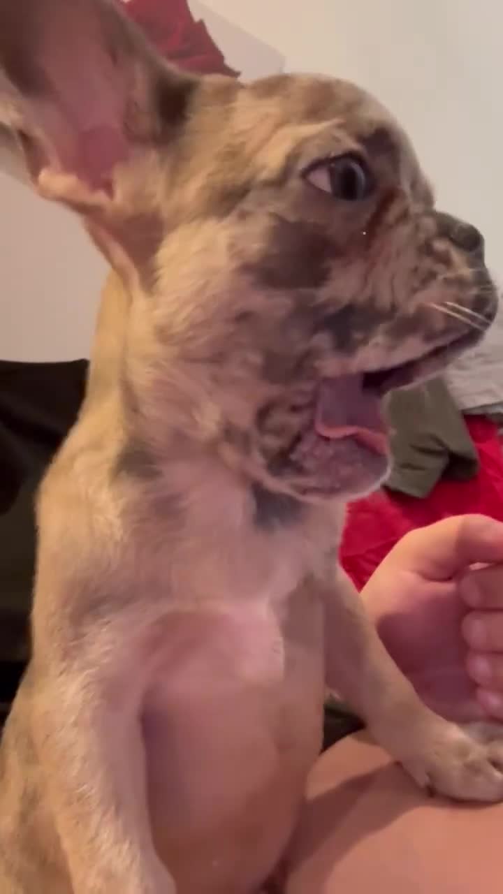 French Bulldog dogs for sale: Masha Puppy  - Video 1