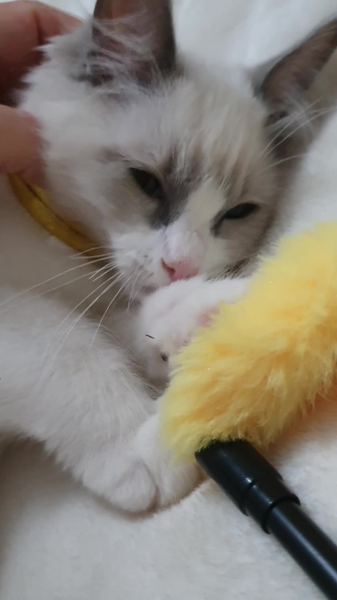 Ragdoll cats for sale: ACTIVE GCCF CHAMPION RAGDOLL EXTENSIVELY HEALTH TE - Video 2