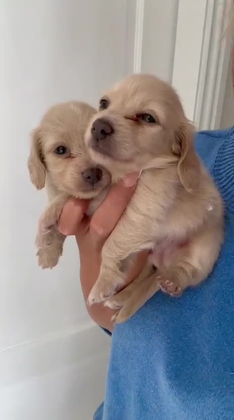 Miniature Dachshund dogs for sale: Ee cream miniature Dadchound  - Video 2