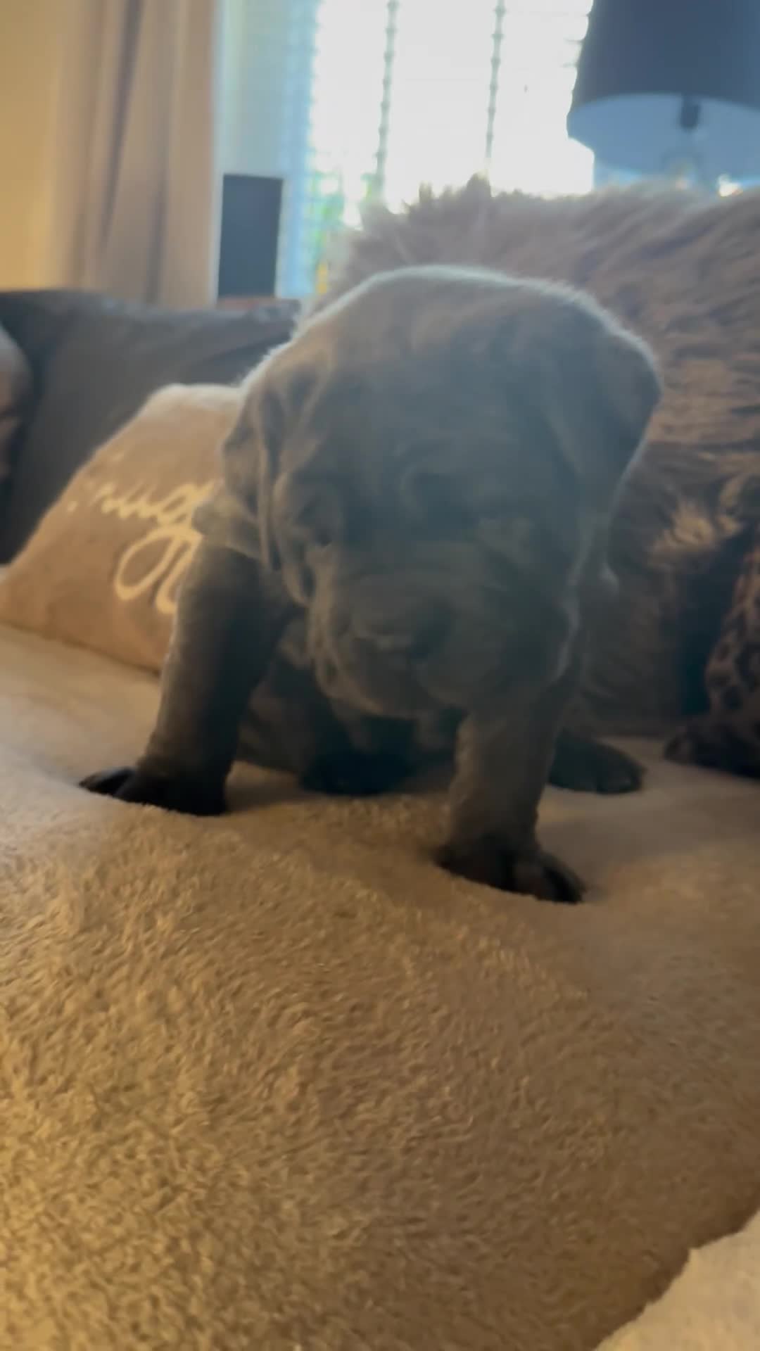 Neapolitan Mastiff dogs for sale: 2 puppies Neapolitan mastiff  - Video 5
