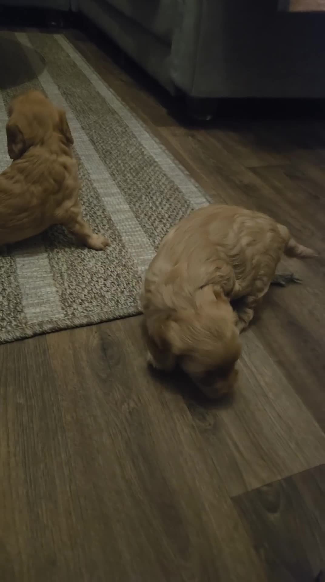 Cockapoo dogs for sale: Beautiful F1b cockapoo puppies  - Video 1