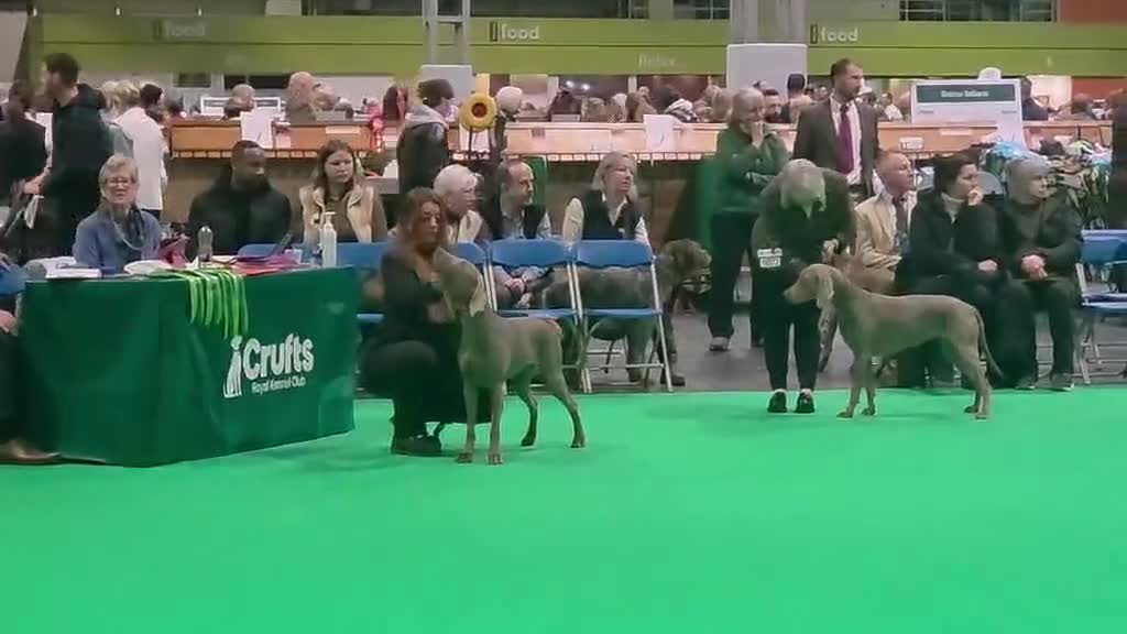 Weimaraner dogs for sale: Silver weimeraner puppies  - Video 1