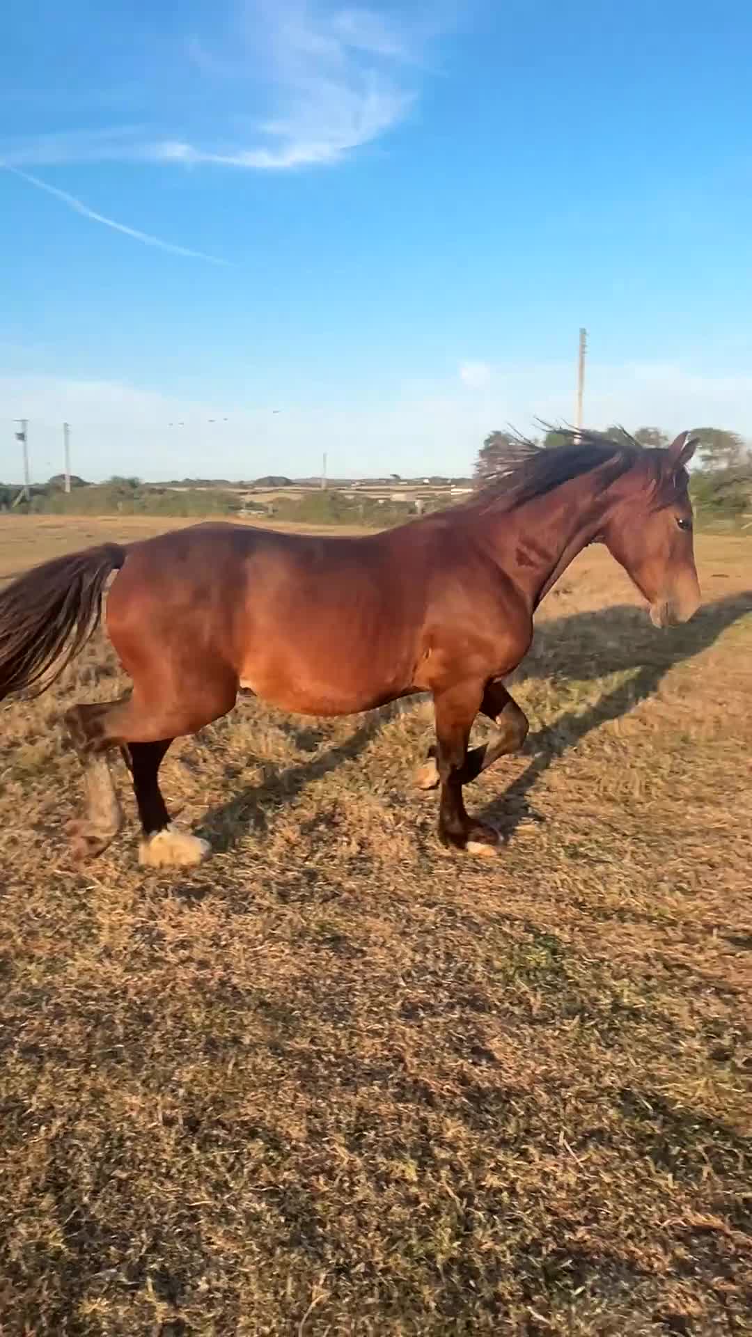 Welsh Section D horses for sale: 2yr Old Welsh Cob Gelding  - Video 1