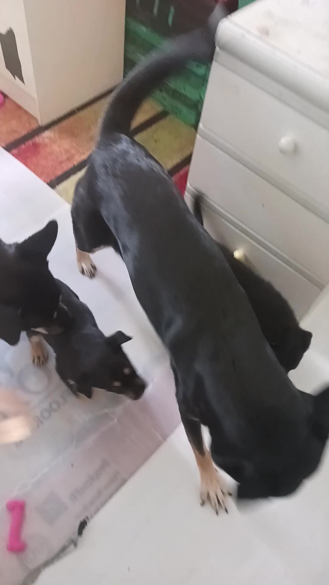 Mixed Breed dogs for sale: Rottsky puppies for sale  - Video 1