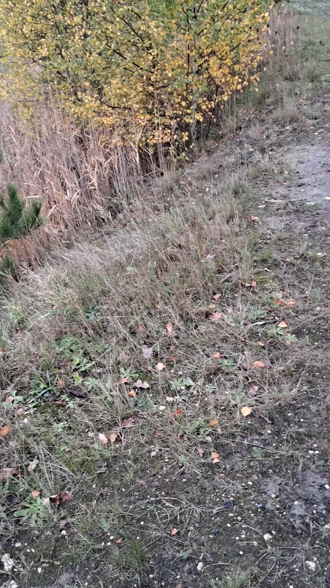 Sprocker dogs for sale: Sprocker  - Video 1