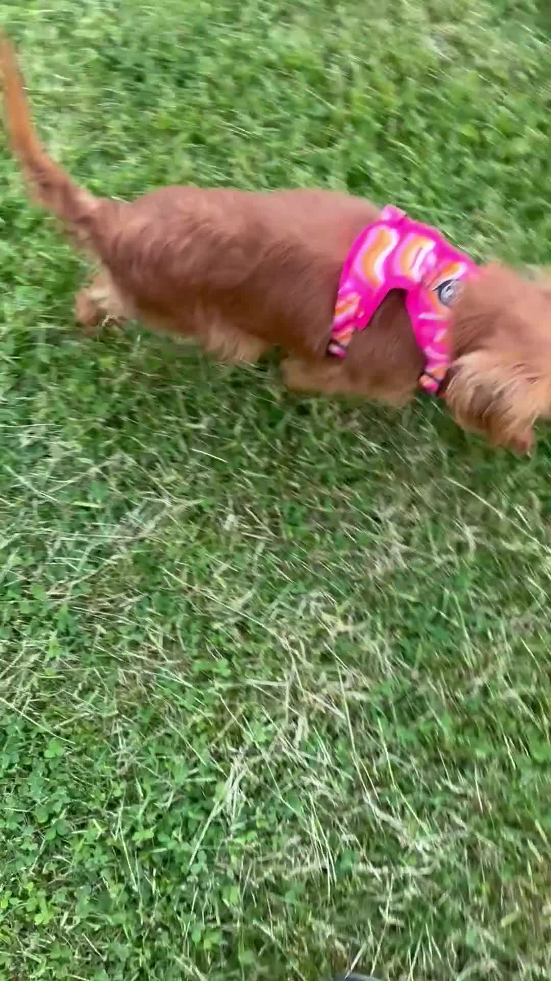 Cavalier King Charles Spaniel dogs for sale: My Beautiful Ruby  - Video 1