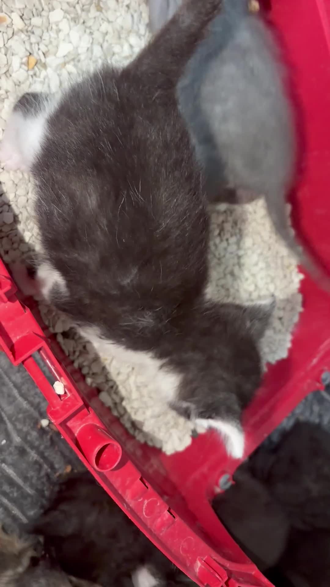 Mixed Breed cats for sale: 7 Kittens - Video 2