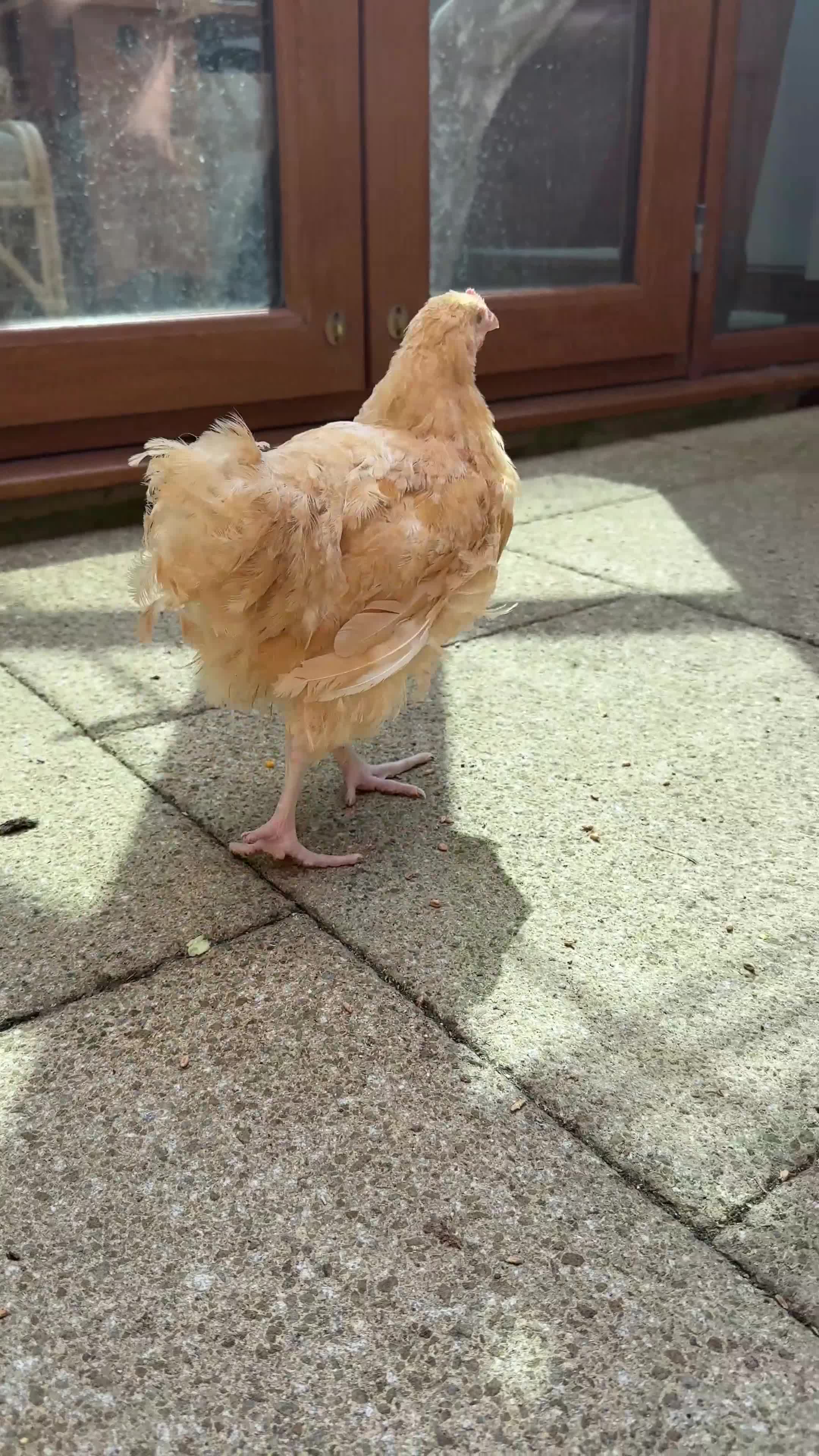 Chickens poultry for sale: 15 week old Cockerel for sale - Video 1